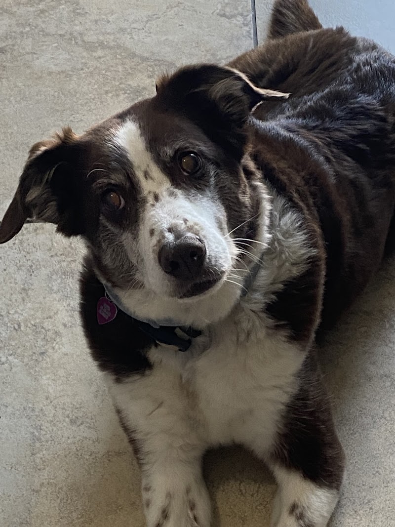 Eye Care For Animals - Gilbert — featured photo