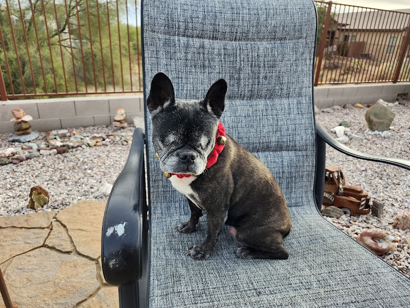 Eye Care For Animals - Gilbert — photo 2
