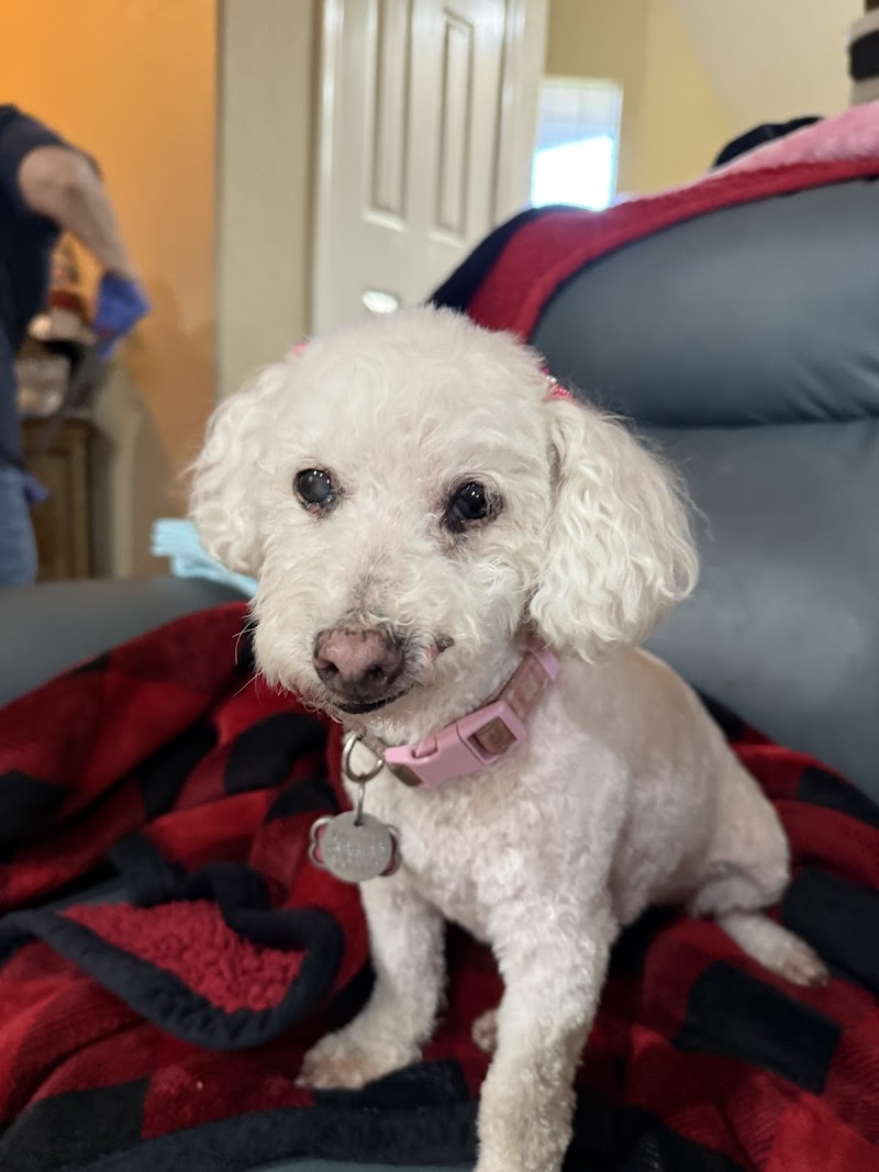 Eye Care For Animals - Gilbert — photo 3